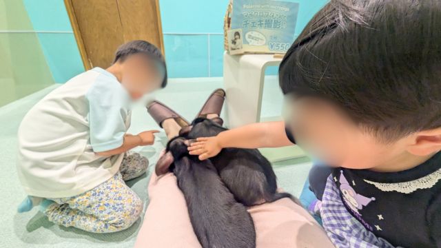 mipigcafe(マイピッグカフェ)イオンモール福岡　ぶたとのふれあい