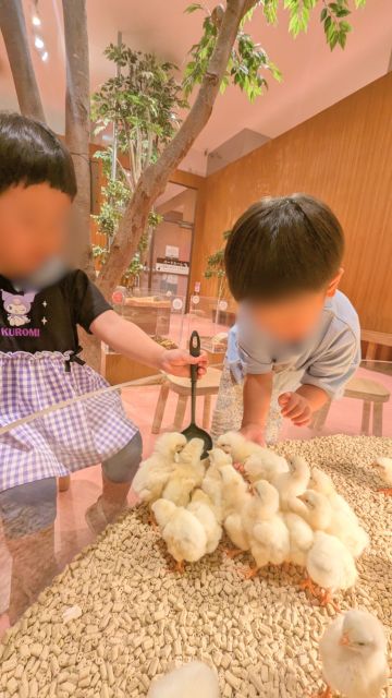 モフ動物カフェららぽーと福岡：ひよこえさやり