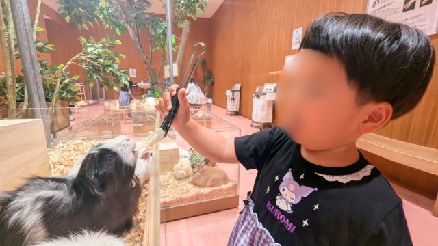 モフ動物カフェららぽーと福岡：モルモットえさやり