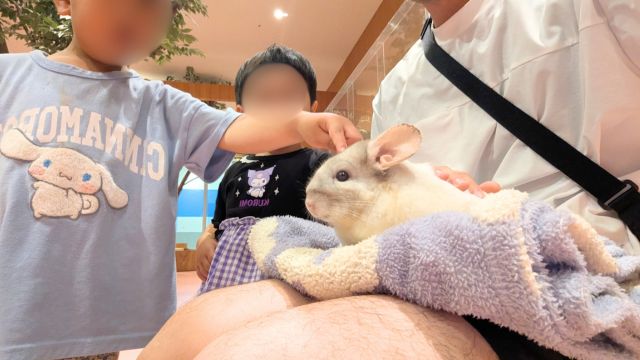 モフ動物カフェららぽーと福岡：チンチラふれあい