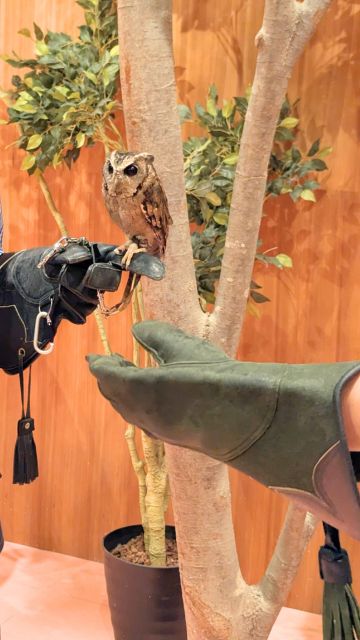 モフ動物カフェららぽーと福岡：フクロウ手乗せ体験