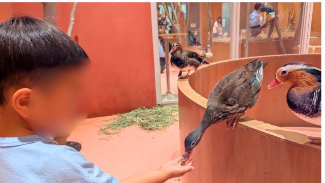 モフ動物カフェららぽーと福岡：オシドリえさやり