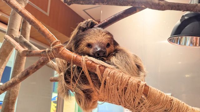 モフ動物カフェららぽーと福岡：ナマケモノ
