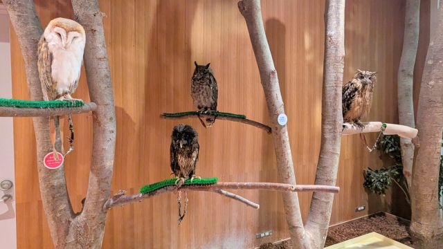モフ動物カフェららぽーと福岡：フクロウ