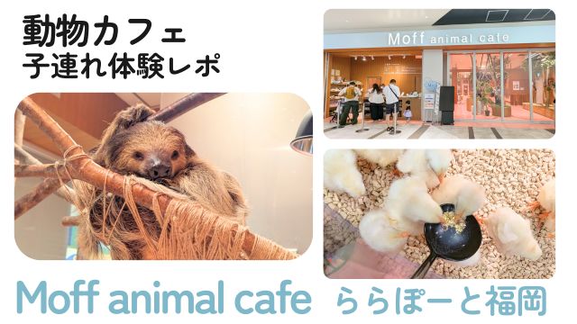 【Moff animal cafe ららぽーと福岡店】子連れ動物カフェ体験レポ