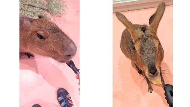 モフ動物カフェららぽーと福岡：カピバラ・マーラえさやり