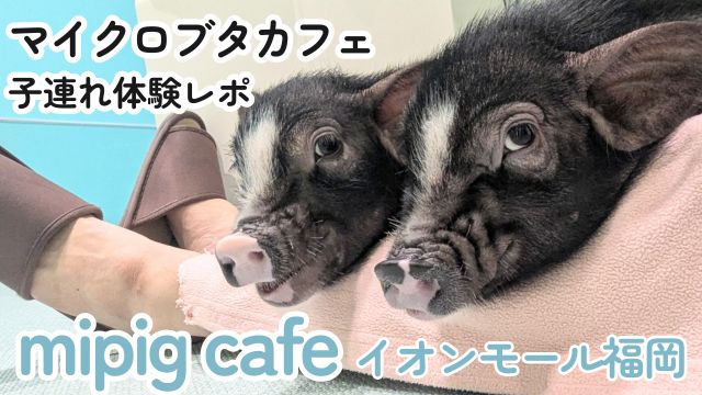 【mipig cafe イオンモール福岡】子連れブタカフェ体験レポ｜25分＋個室で楽しめた